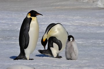 Emperor Penguins with chicks