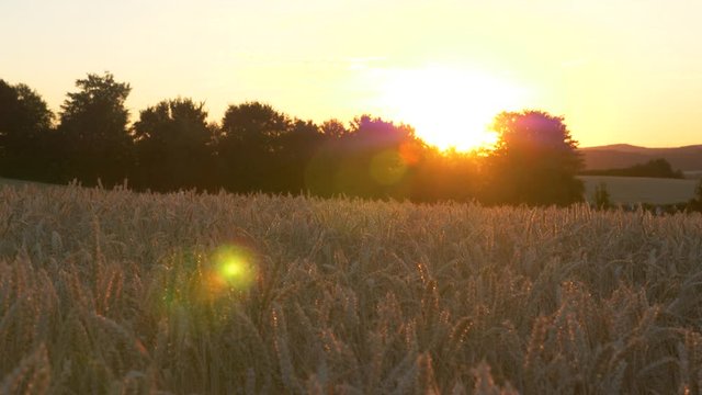 The beautiful scenery of cornfields with a golden sunset at the background in Pulsnitz, Germany - wide shot