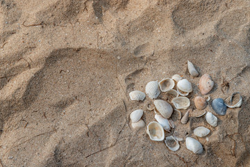 Seashell in sand on the beach.