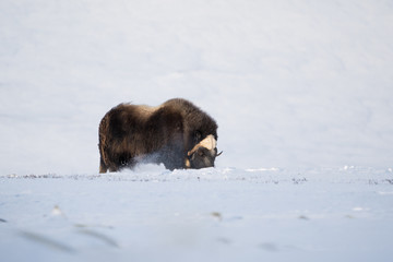 Naklejka premium Musk ox feeding in winter time
