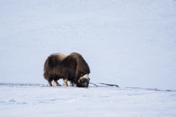 Musk ox feeding in winter time