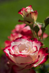 Obraz premium flowers in the garden