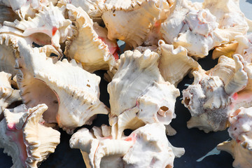 Variety Of Large White Colorful Traditional Cultural Holy Sea Shell Used By Hindu In Puja Or Worship
