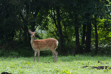野生のシカ