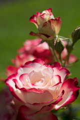 flowers in the garden