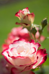 flowers in the garden