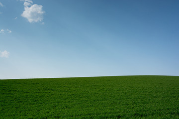 Fototapeta na wymiar 緑のムギ畑と青空