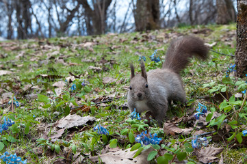 野生のリスと春の野草