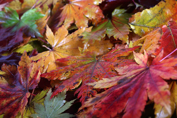 Multicolor autumn maple leaves background