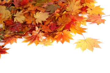 Fototapeta premium Autumn colorful leaves isolated on white. Background