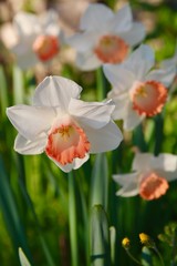 Naklejka premium Les narcisses