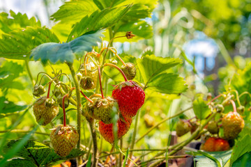 Strawberry berries ripen in the garden