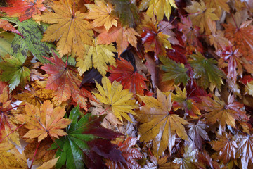 Multicolor autumn maple leaves background