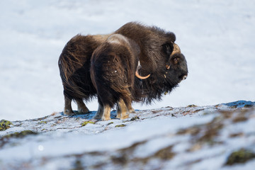 Naklejka premium Musk ox mother and calf