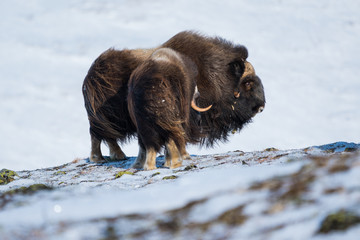 Musk ox mother and calf