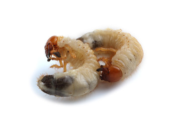 Chafer larva isolated on white