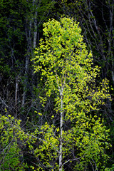 光に輝く新緑のシラカバ