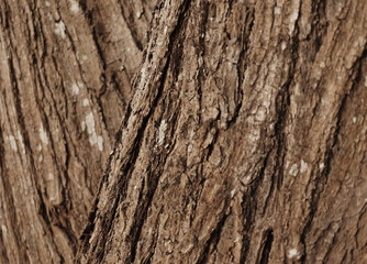 brown of tree wood bark background