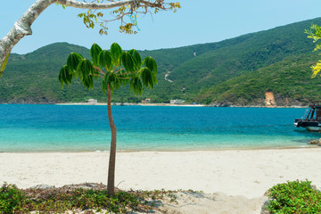 Little palm tree with green leaves on the beach and mountain