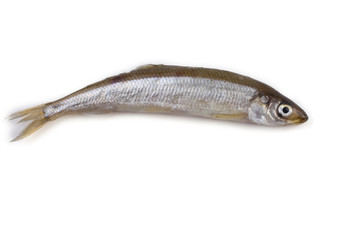 Smelt fish isolated on white