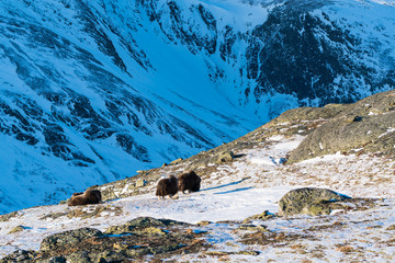 Musk ox in their environment
