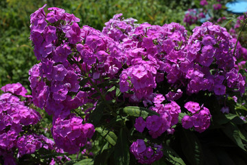 Pink phlox growing in garden