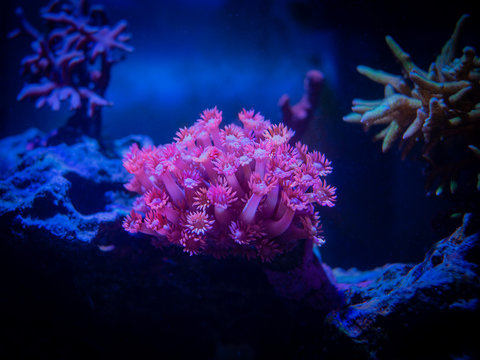 Pink goniopora (flowerpot coral - LPS coral) in a reef aquarium