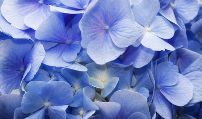 beautiful flower with blue petals