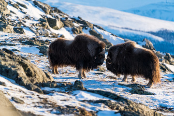 Musk ox in their environment