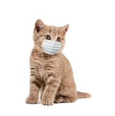 little kitten in medical mask