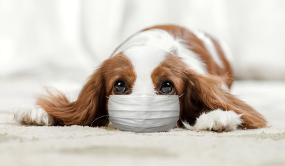 Cavalier King Charles Spaniel