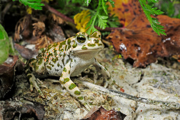 European green toad / Wechselkröte (Bufotes viridis) Germany / Deutschland