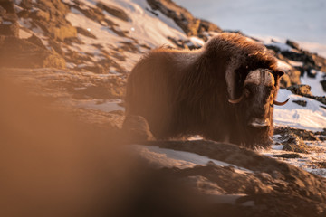 Musk ox in a warm light at sunset