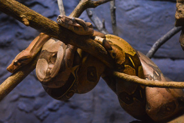 Two pythons