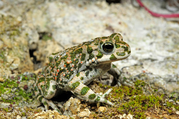 Wechselkröte / European green toad (Bufotes viridis) Deutschland / Germany