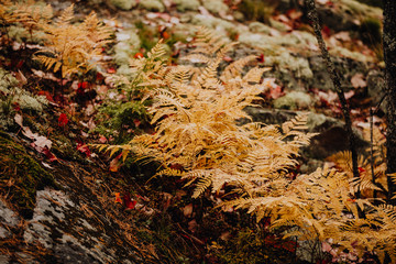 Fougères pendant l'automne