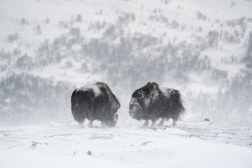 Two musk ox searching for grass