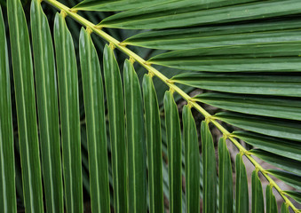 branch of palm green color, texture and exotic greenery