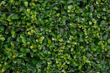 Obraz premium beautiful background of green leaf texture green and nature