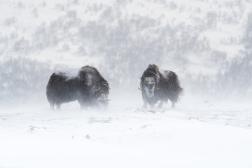 Two musk ox searching for grass