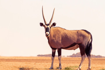 Wild african animal. Lonely Oryx walks through the Namib desert