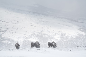 Herd of musk ox searching for grass