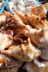Variety Of Large Brown Colored Traditional Cultural Sacred Holy Sea Shell Used By Hindu In Puja Pooja Or Worship