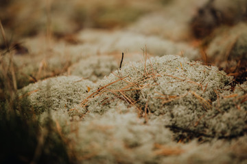 Mousse dans la Forêt à l'automne