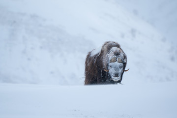 Solitary Musk ox