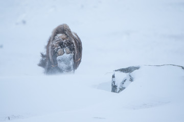Musk ox facing blizzard