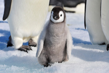 Emperor Penguin chicks in Antarctica