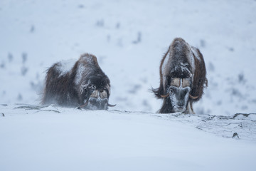 Couple of musk ox searching for grass