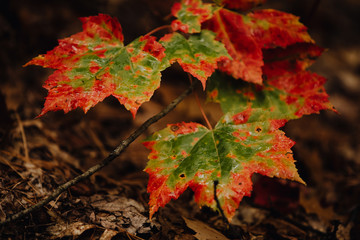Changement de saison et Feuilles d'automne