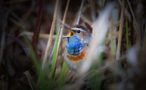 White-spotted bluethroat Luscinia svecica cyanecula on a reed stalk